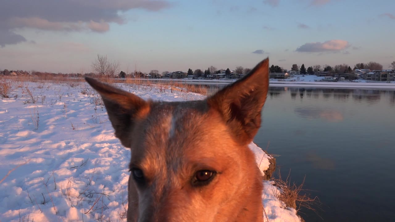 Brown dog close to camera beside snowy water