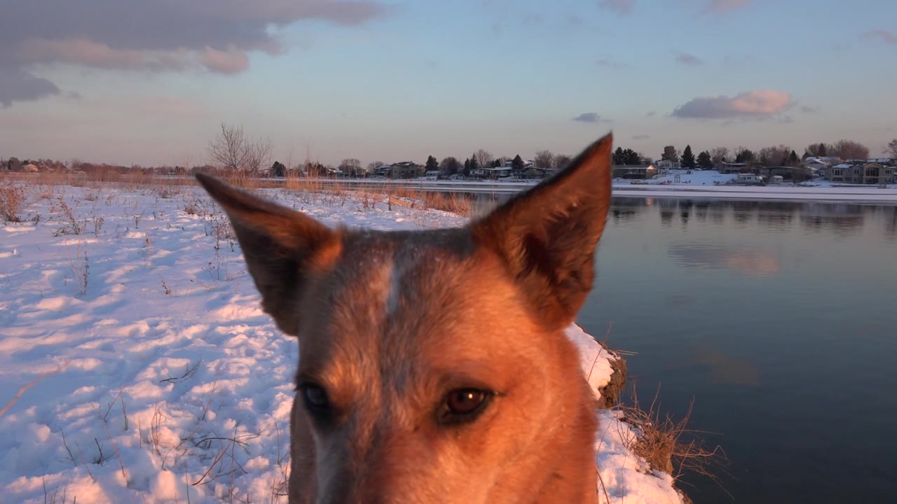 The brown dog's eye and ears stay close to the lens while snow, still water, a low far shoreline, and pink clouds sit behind it in Westminster, Colorado, with no visible people.