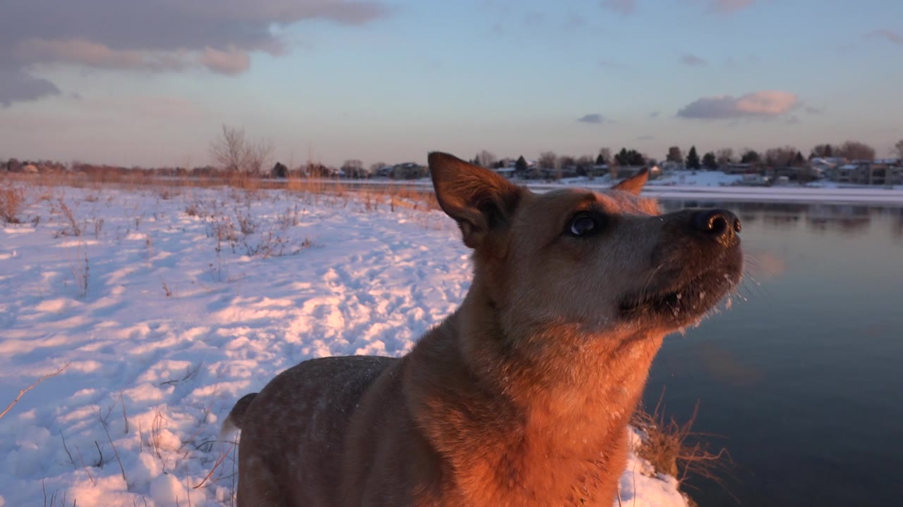 Brown dog close to camera beside a snowy pond