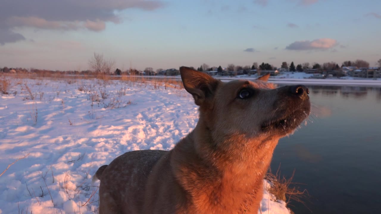 The brown dog looks upward from the snowy pond bank in Westminster, Colorado, with the still pond and residential shoreline behind it and no visible people.