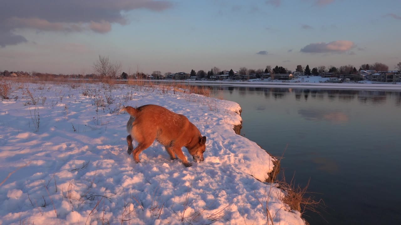 A brown dog lowers its head into snow on a riverbank in Westminster, Colorado, with calm water, distant houses, bare trees, warm low light, and no visible people.