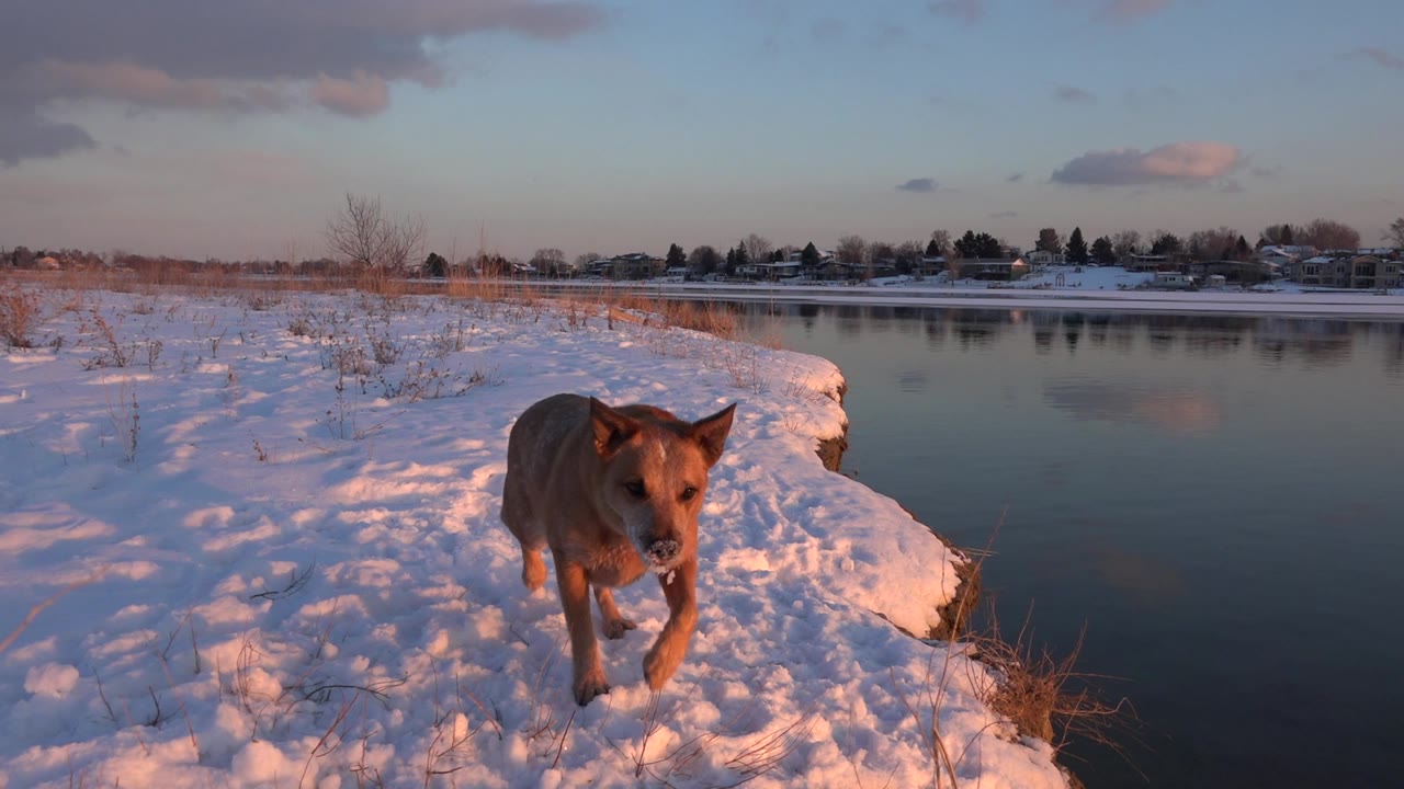 Brown dog approaching camera on snowy bank