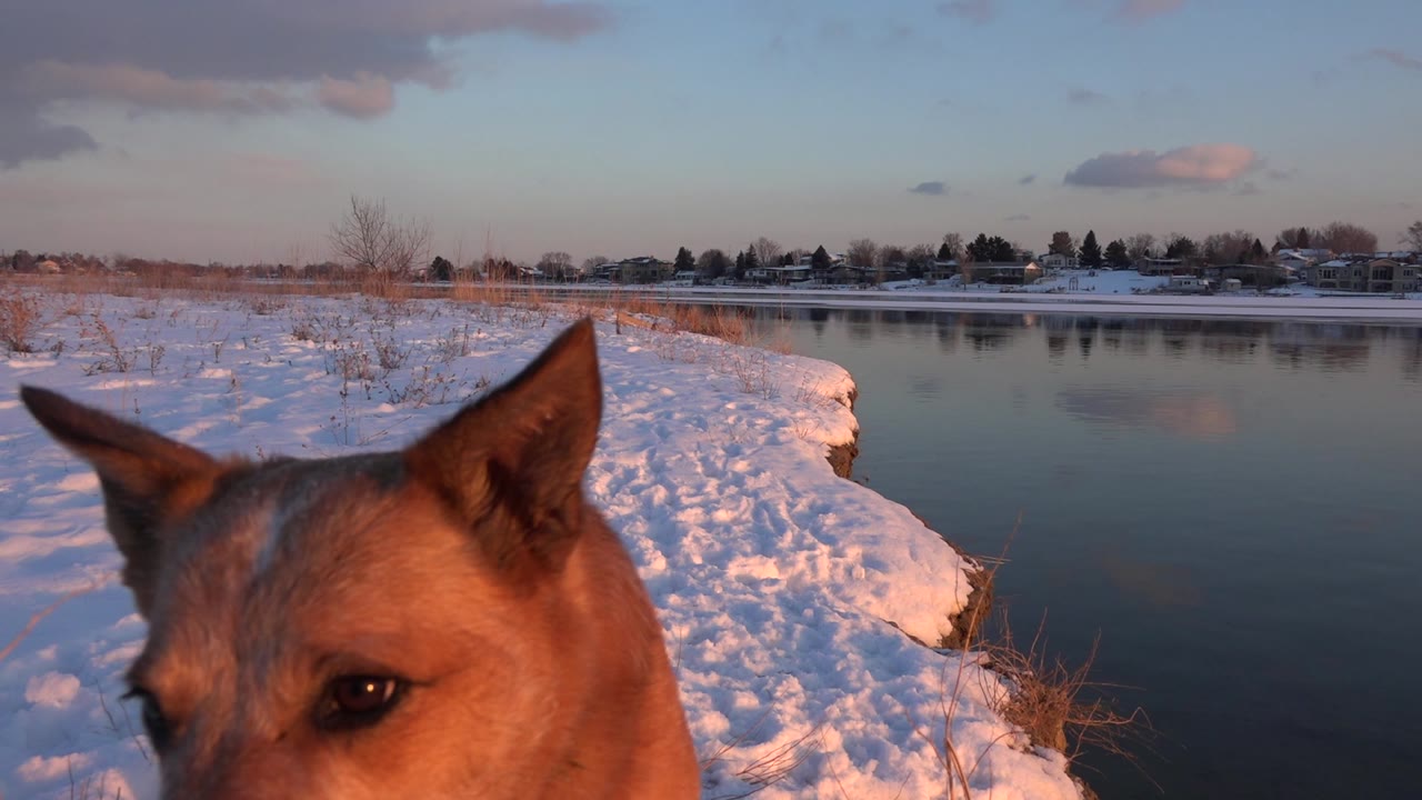 Brown dog partly fills the foreground beside snowy water.