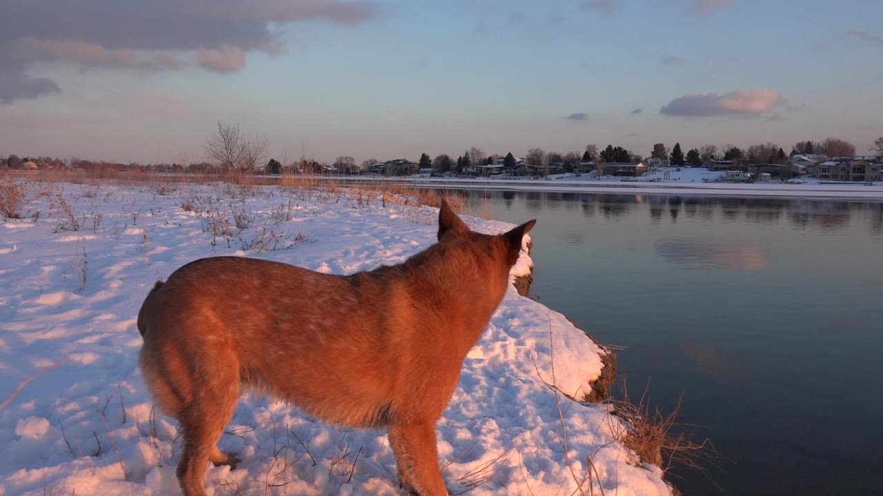 Brown dog standing on snowy bank beside calm water