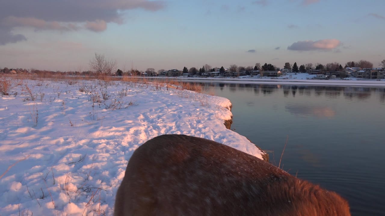A light brown dog fills the lower foreground beside a snowy riverbank in Westminster, Colorado, with calm water, distant houses, pink clouds, and no visible people.