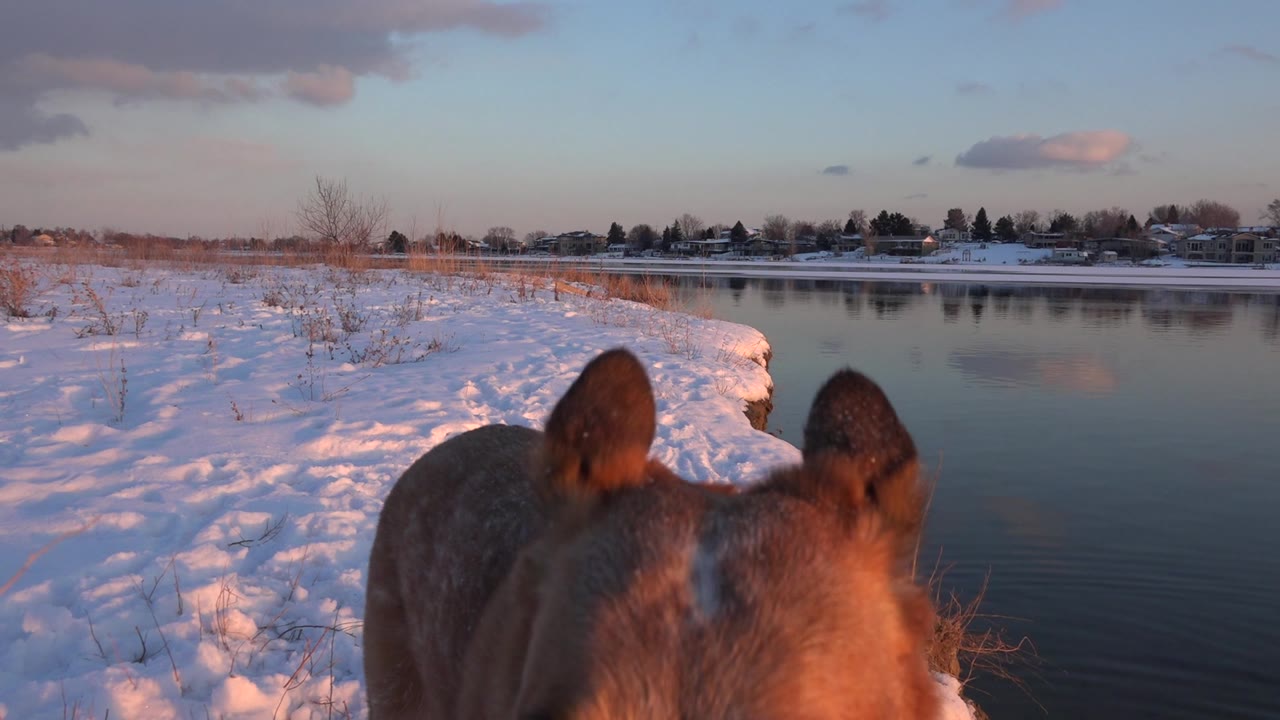 Dog head and ears close to camera by snowy river