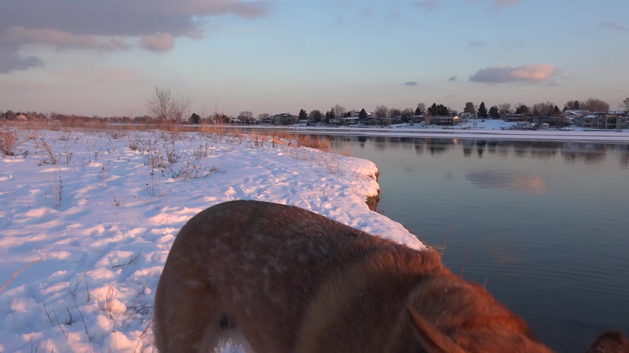 Dog partly entering frame beside a snowy riverbank