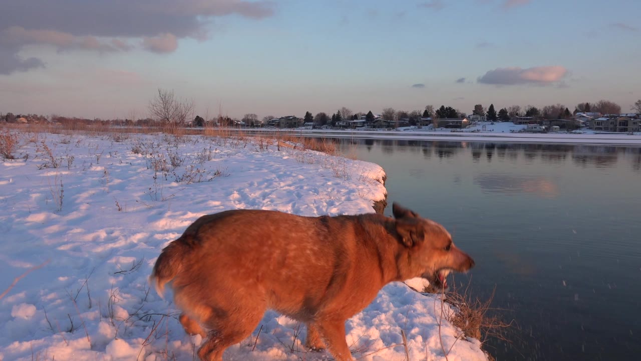 Brown dog walking along a snowy pond edge at sunset.