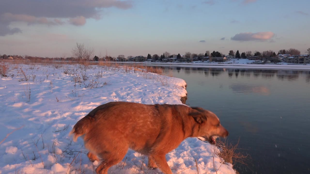 The brown dog continues along the pond edge in Westminster, Colorado, with its body low in the snowy foreground, calm water at right, and no visible people.