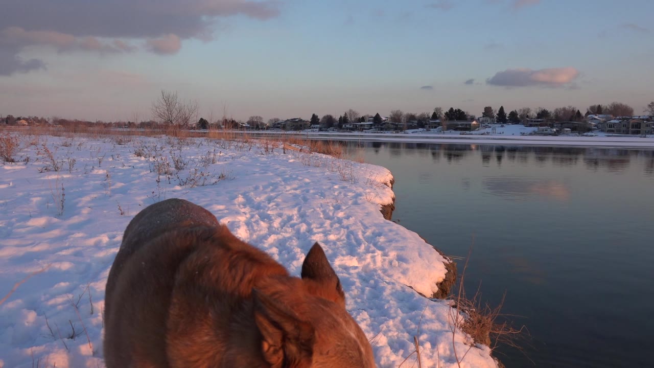Brown dog at a snowy lake edge under warm low light.