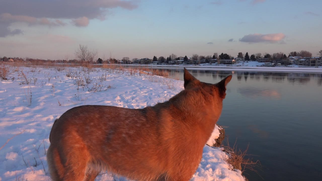 Brown dog facing a snowy lake shore at sunset light.