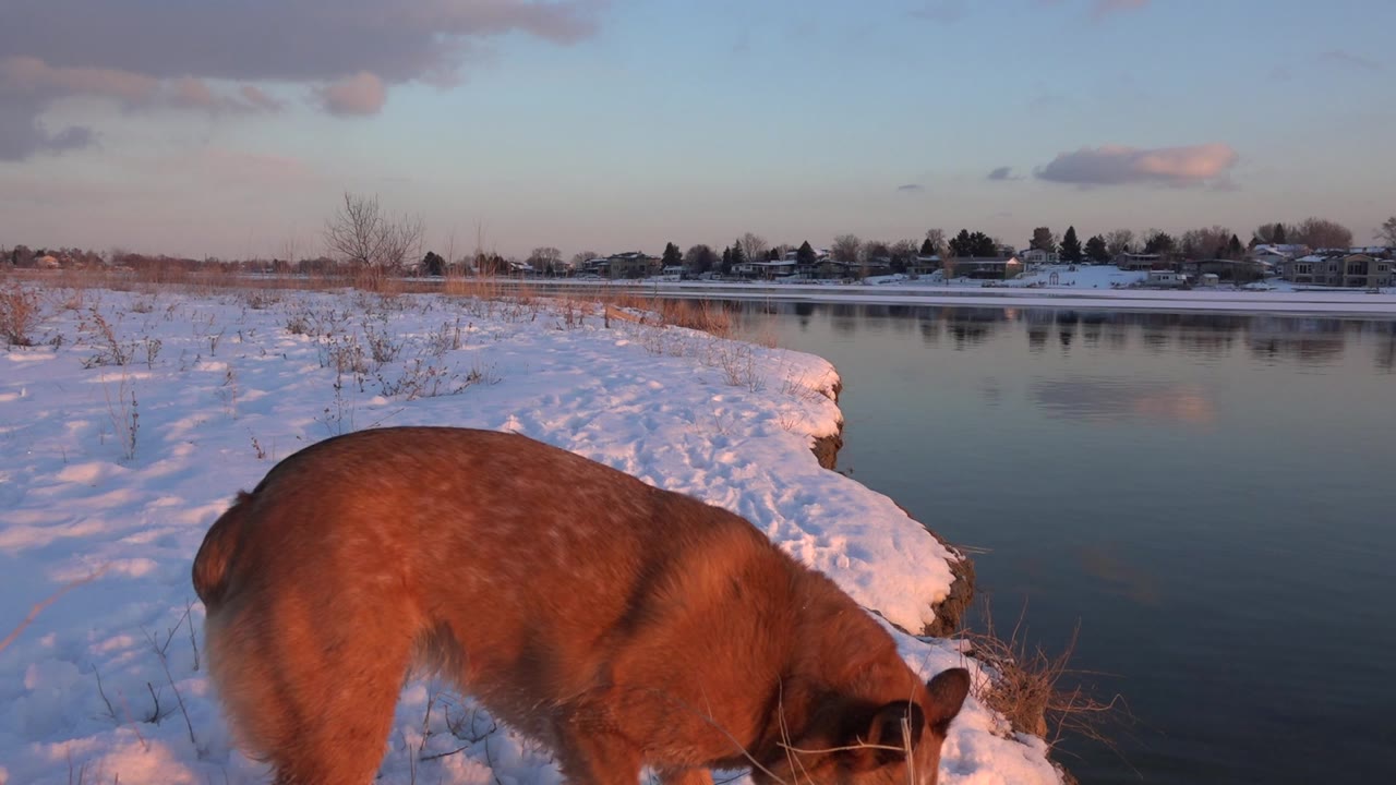 Brown dog lowers its head near the snowy bank of a pond in Westminster, Colorado, with still water and distant buildings behind it, no visible people.