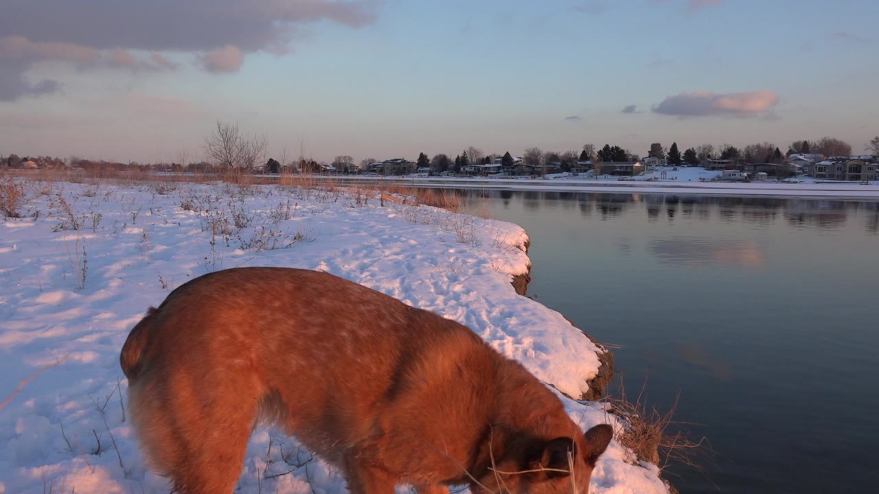 Brown dog remains large in the foreground at the snowy pond edge in Westminster, Colorado, with calm water and a low line of buildings across the far shore, no visible people.