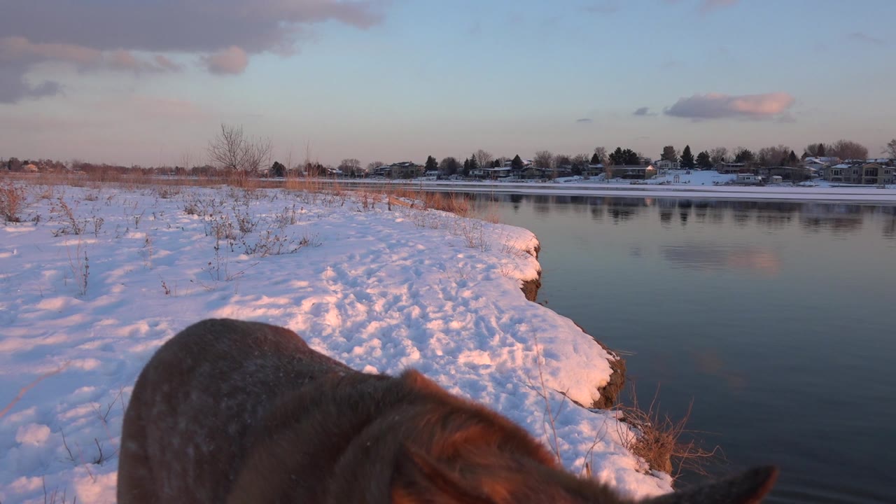 Dog passing close to camera beside snowy pond.