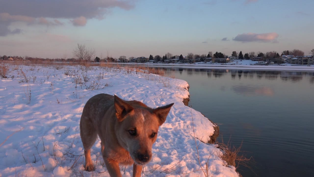 Brown dog standing on snowy bank beside calm water.