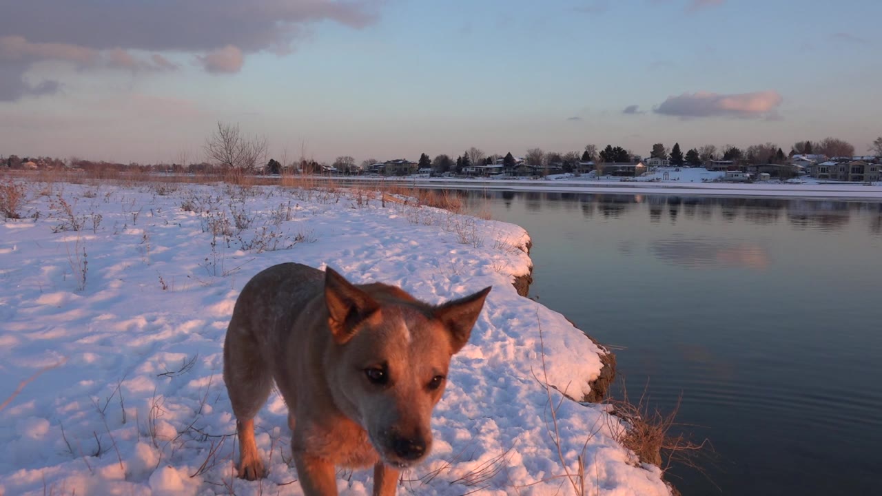 The brown dog approaches the ground-level camera along the snowy bank in Westminster, Colorado, with water and distant homes behind it and no visible people.