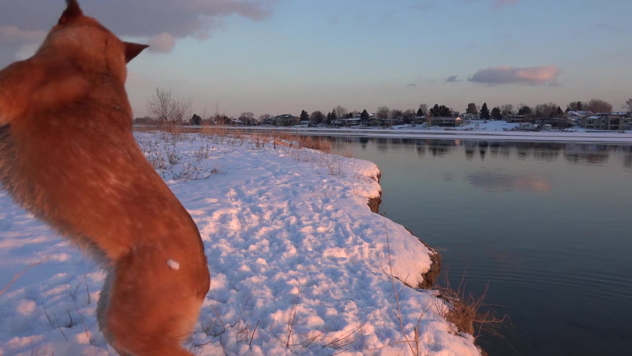 Dog jumping upright near snowy water edge.