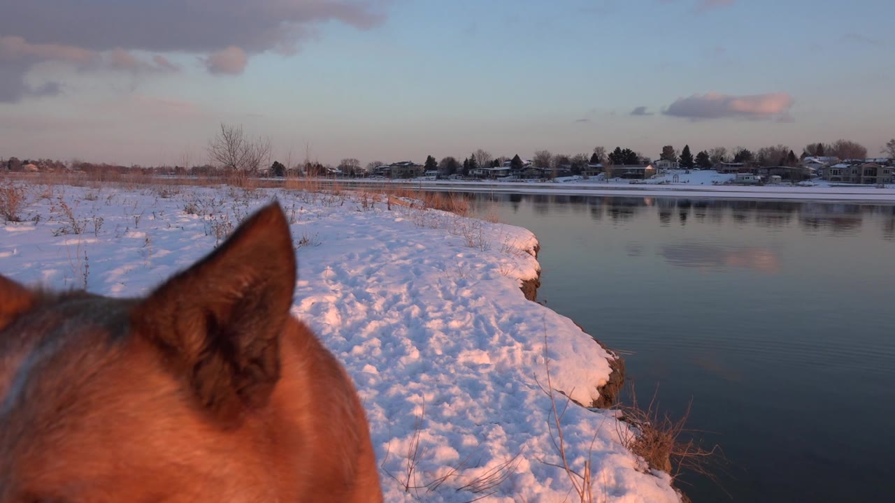 Dog ears in the foreground beside a snowy water bank at twilight.