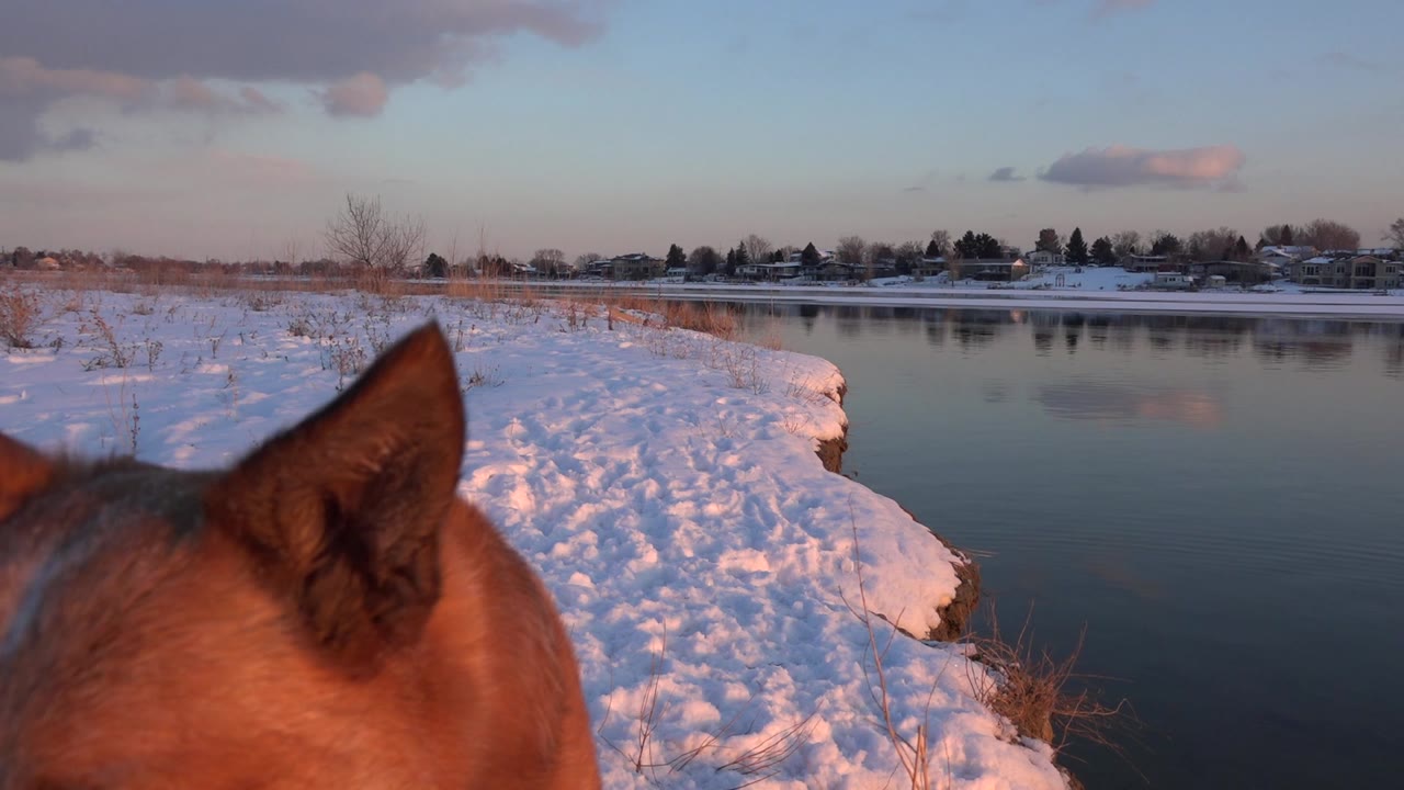 The brown dog's head and ear fill the lower foreground while a curved snowy bank, still water, distant homes, and pale twilight sky remain visible in Westminster, Colorado, with no visible people.