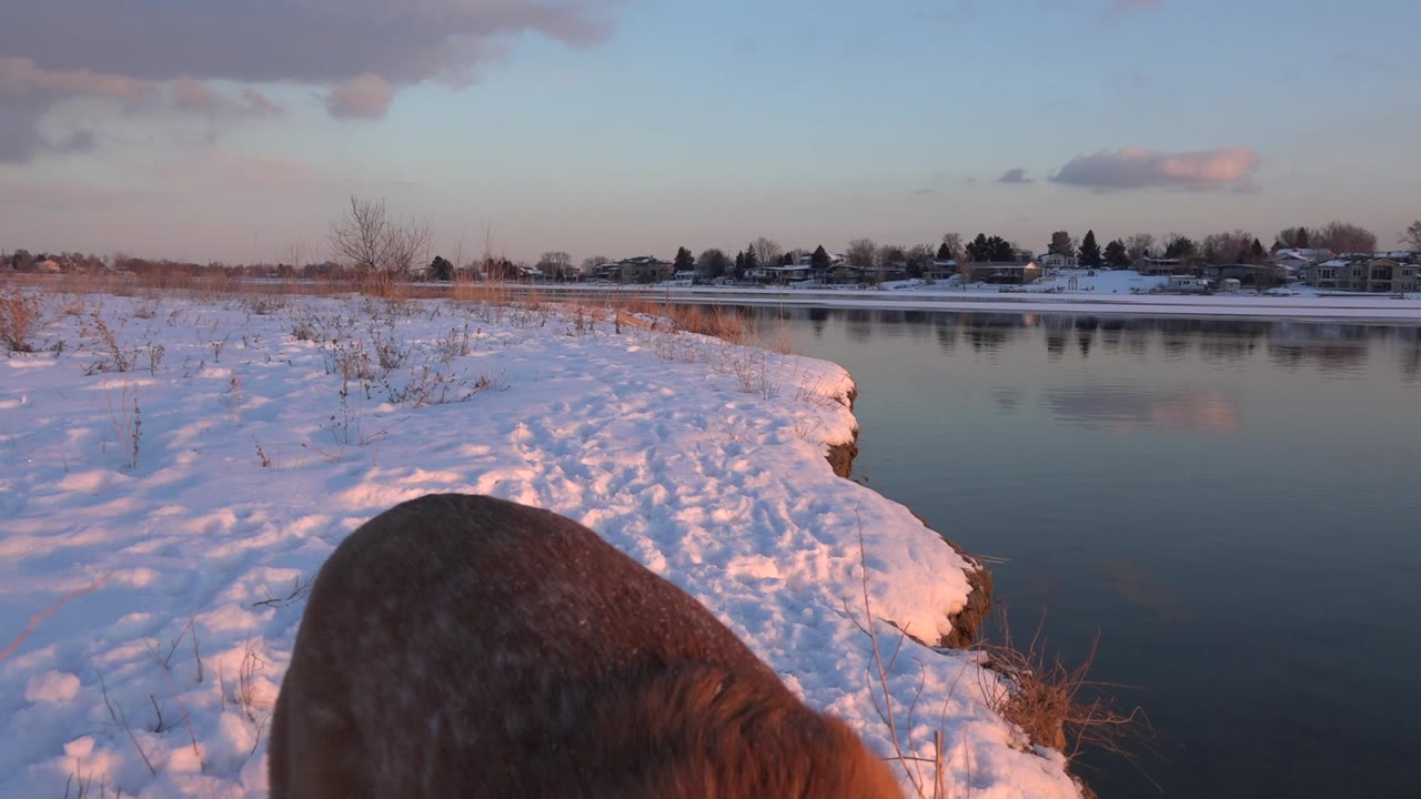Snowy riverbank with a dog partly entering the lower foreground