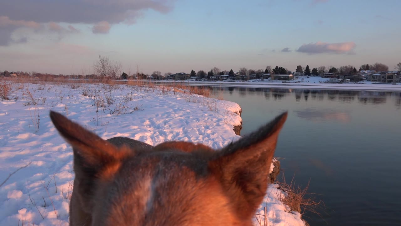 Brown dog ears close to camera beside a snowy pond