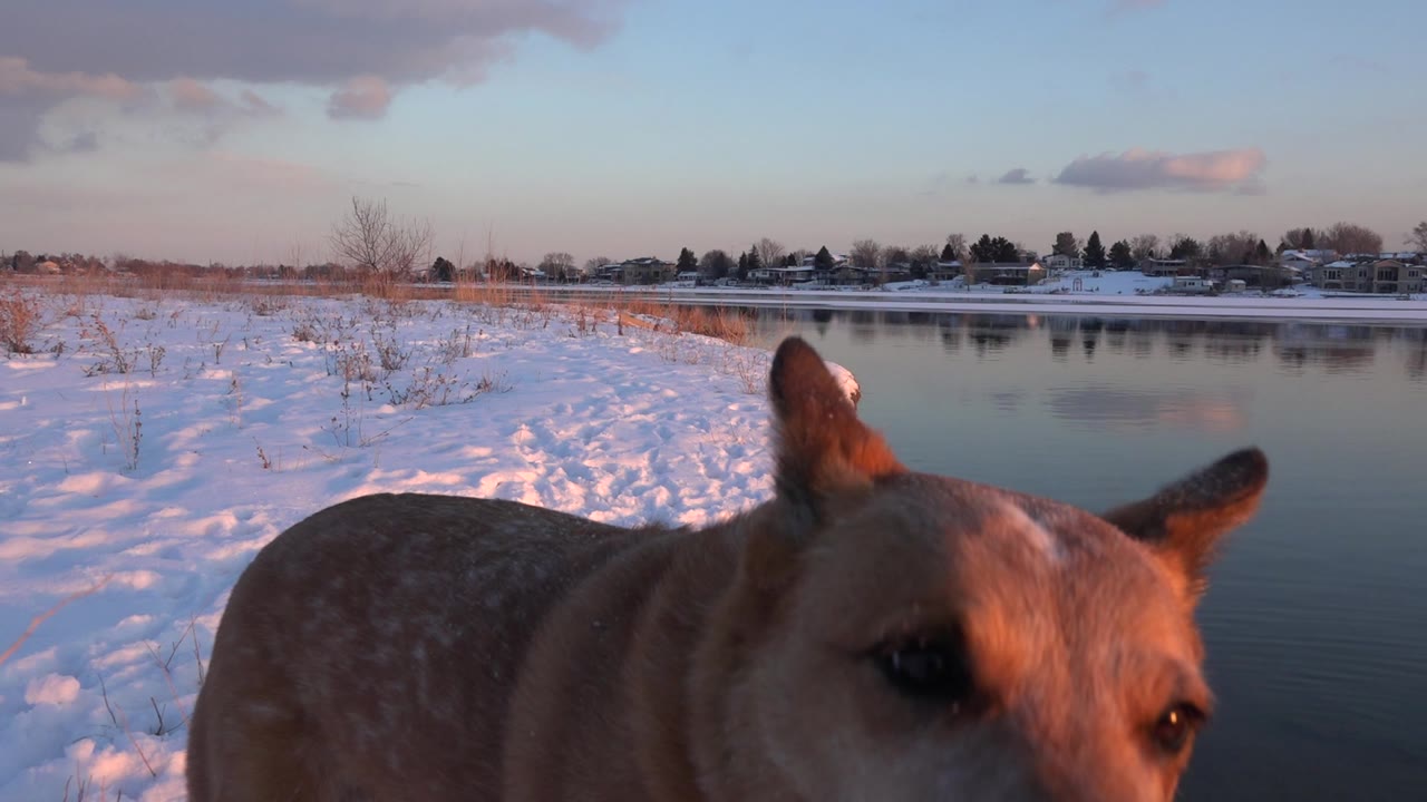 Tan dog close to the camera beside a snowy pond.