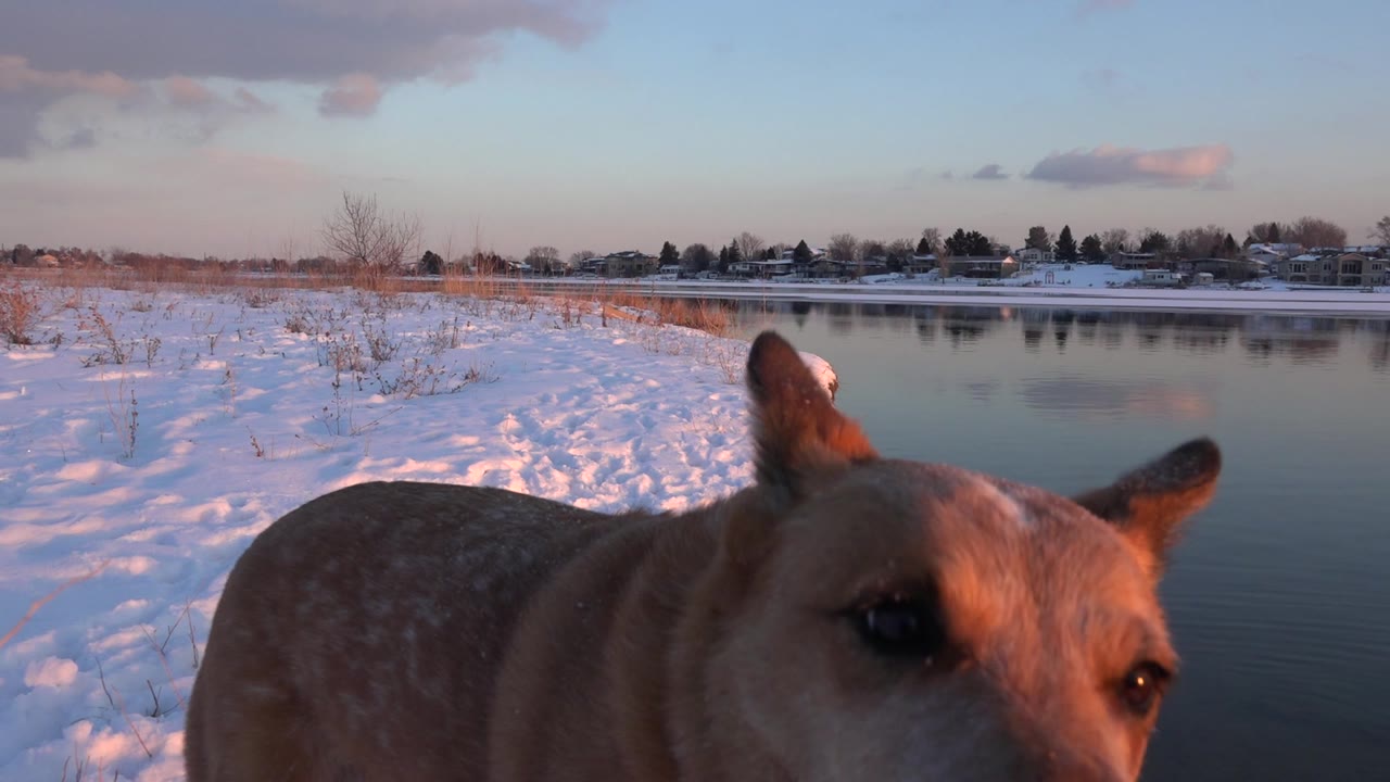 The dog's head and upright ears sit very close to the lens, with snow, still pond water, bare shoreline plants, and distant Westminster houses behind, and no visible people.