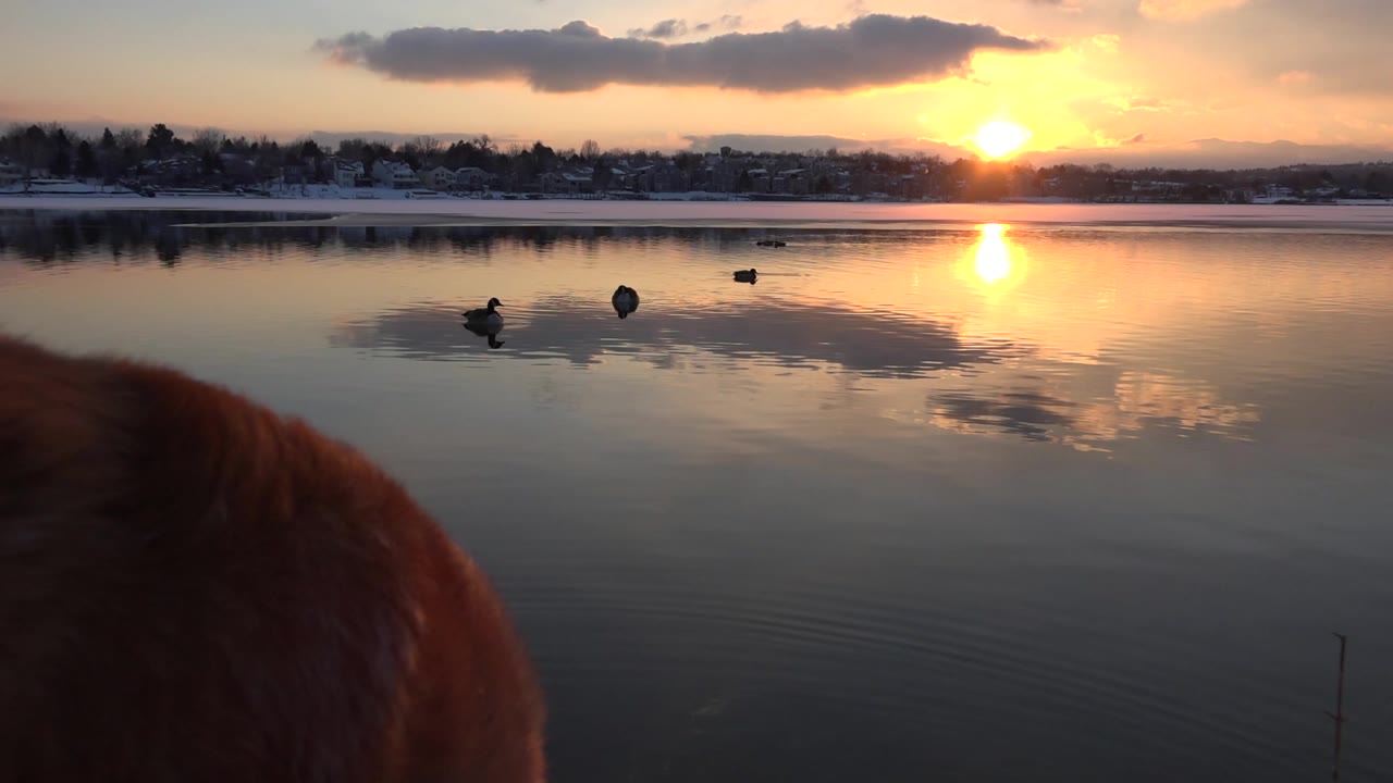 At 0:00 in Westminster, Colorado, a tan dog is partly visible at the lower left foreground while waterfowl sit on the reflective lake under an orange sunset, with no visible people.