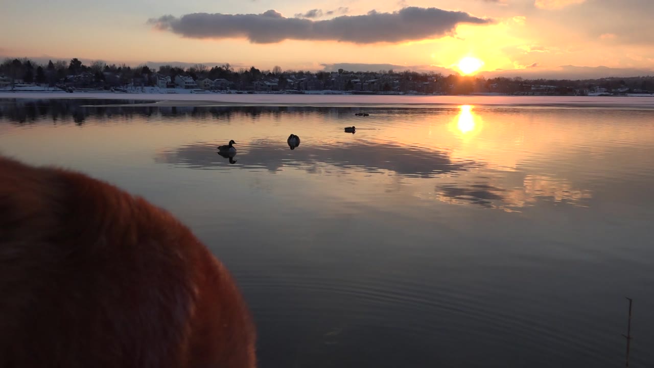 At 0:01 in Westminster, Colorado, the dog's back occupies more of the lower left foreground as the sun reflection brightens the lake and waterfowl remain near the center, with no visible people.