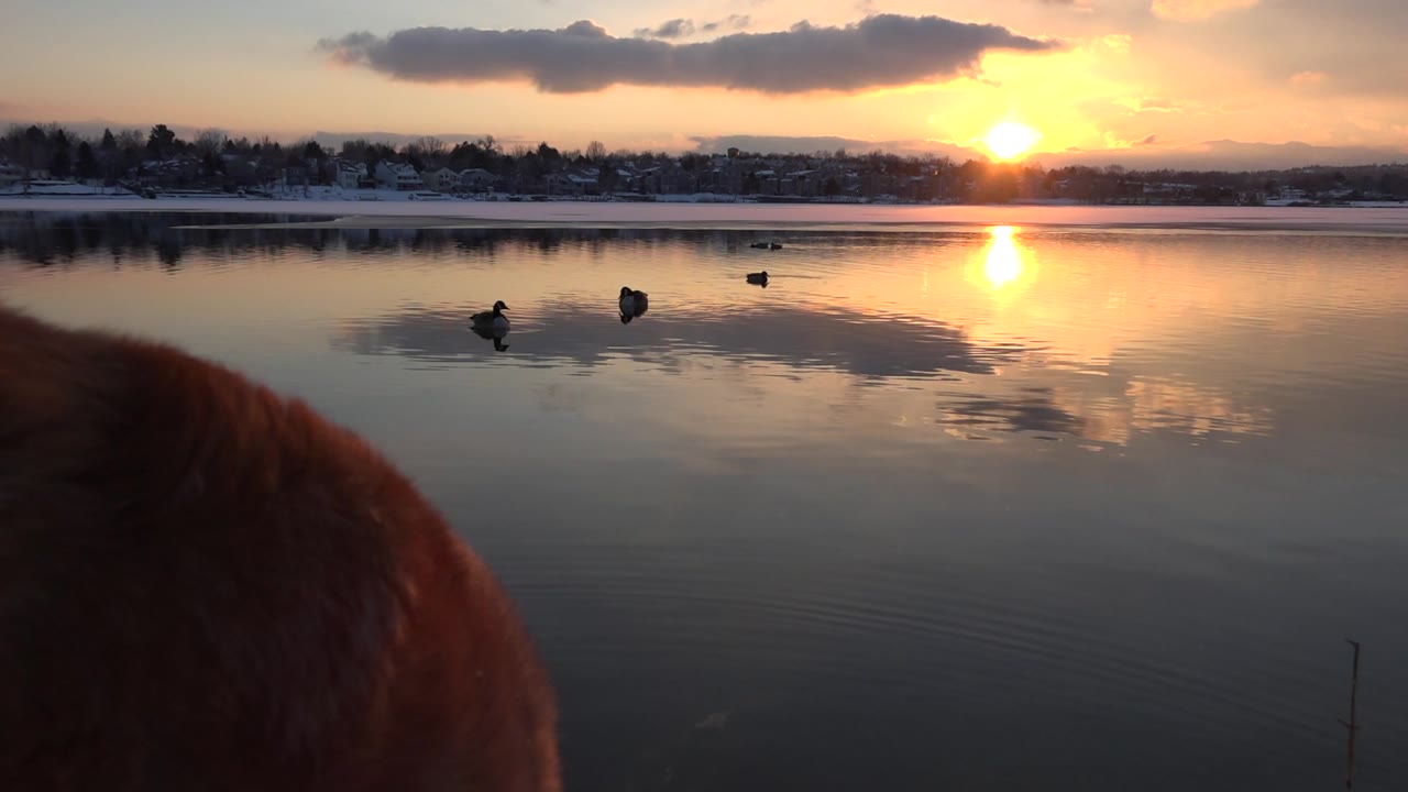 Close dog shoulder at lower left with waterfowl on a sunset lake.