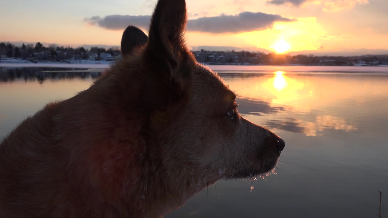 A brown dog in close side profile looks across a calm lake at sunset in Westminster, Colorado, with shoreline trees in the background and no visible people.