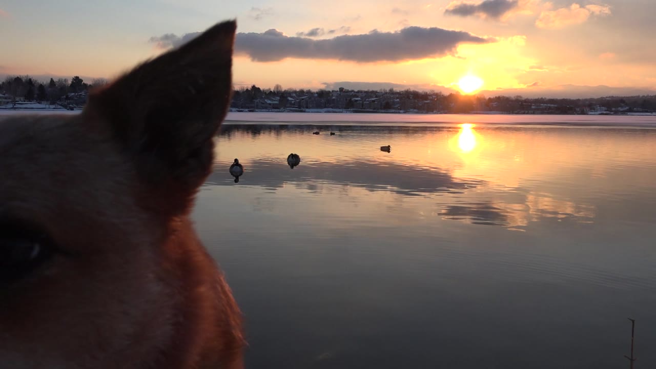 Dog face partly in foreground with ducks on lake