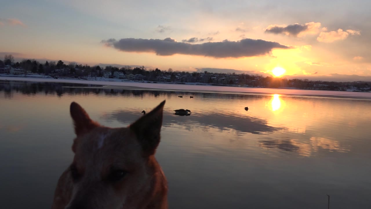 Tan snow-dirty dog partly cropped at the bottom of frame beside a reflective lake in Westminster, Colorado, with ducks on the water, orange low sun, distant shore, and no visible people.