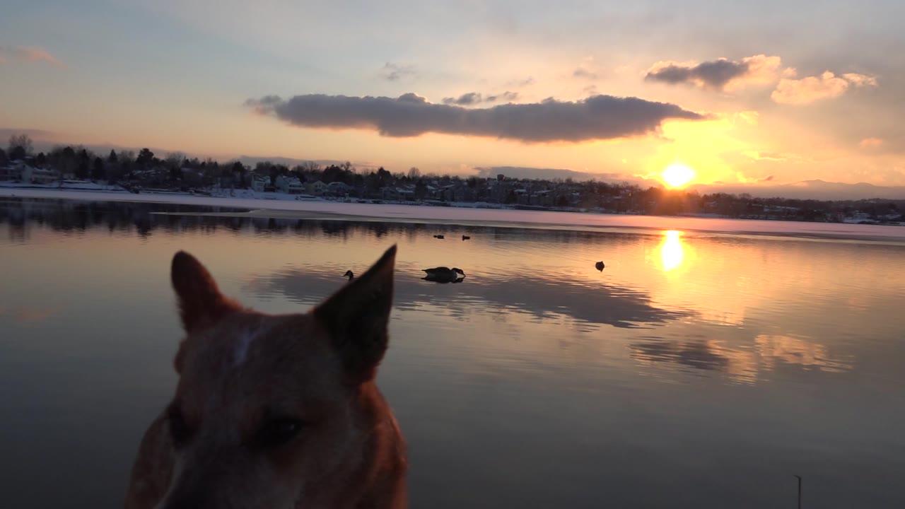 The dog's head and ears sit low in the foreground as ducks move across the calm lake in Westminster, Colorado, under warm low sunlight with no visible people.