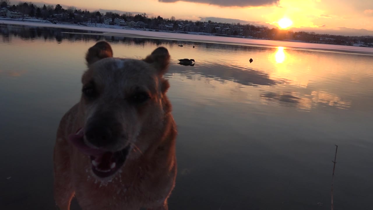 Tan dog faces the camera beside the lake with the sun reflecting on water.