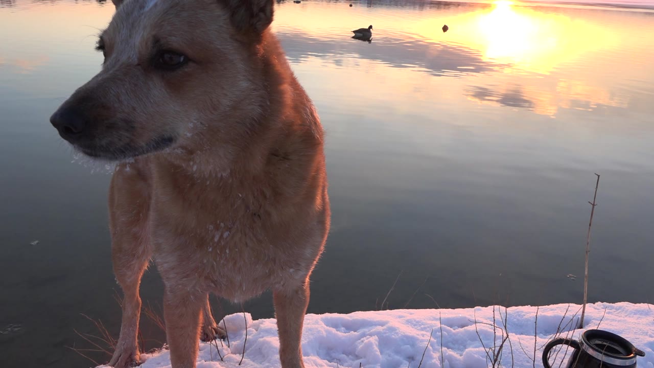 Tan dog standing beside snowy water at low sun.