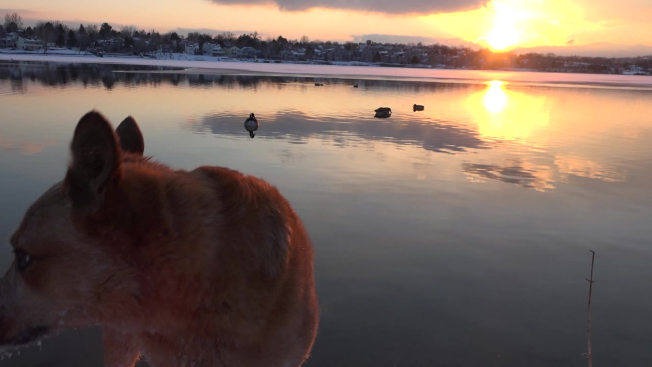 Brown dog in foreground watching ducks on a reflective lake at sunset.