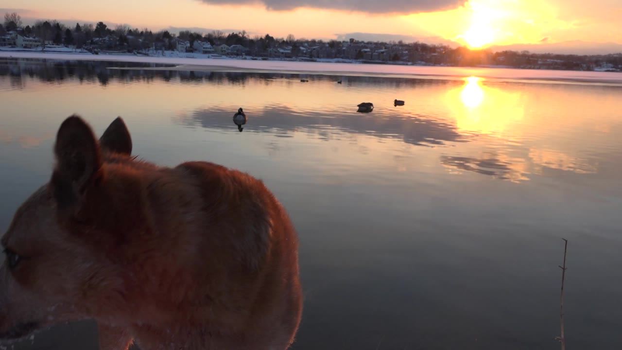 The brown dog remains close in the left foreground while ducks continue across the midground water in Westminster, Colorado, with no visible people.