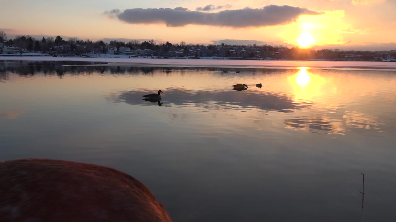 Ducks swim on reflective water in Westminster, Colorado, with a low sunset, distant snowy shoreline, a large foreground rock, and no visible people.