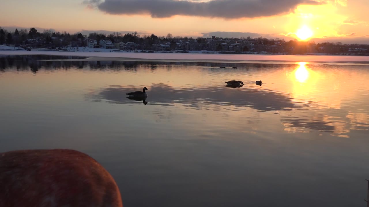 Ducks swim near the center of a calm sunset water scene.