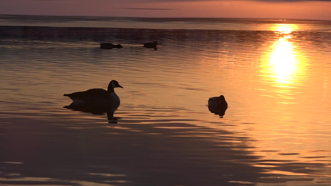 Ducks silhouetted on a lake at sunset