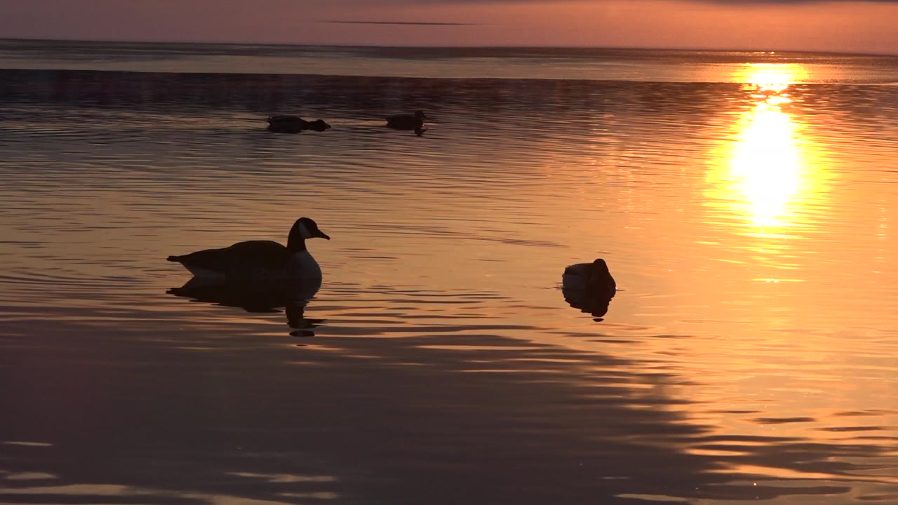 At 0:01, a larger duck remains in the lower left while a smaller duck floats to the right and distant ducks pass near the horizon in Westminster, Colorado, with no visible people.