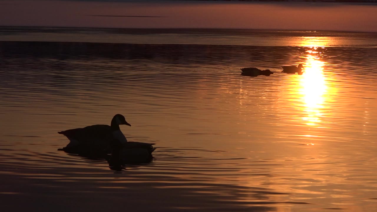 A duck silhouette floats in the left foreground of a Westminster, Colorado pond while a bright orange sun reflection stretches across the water, with no visible people.