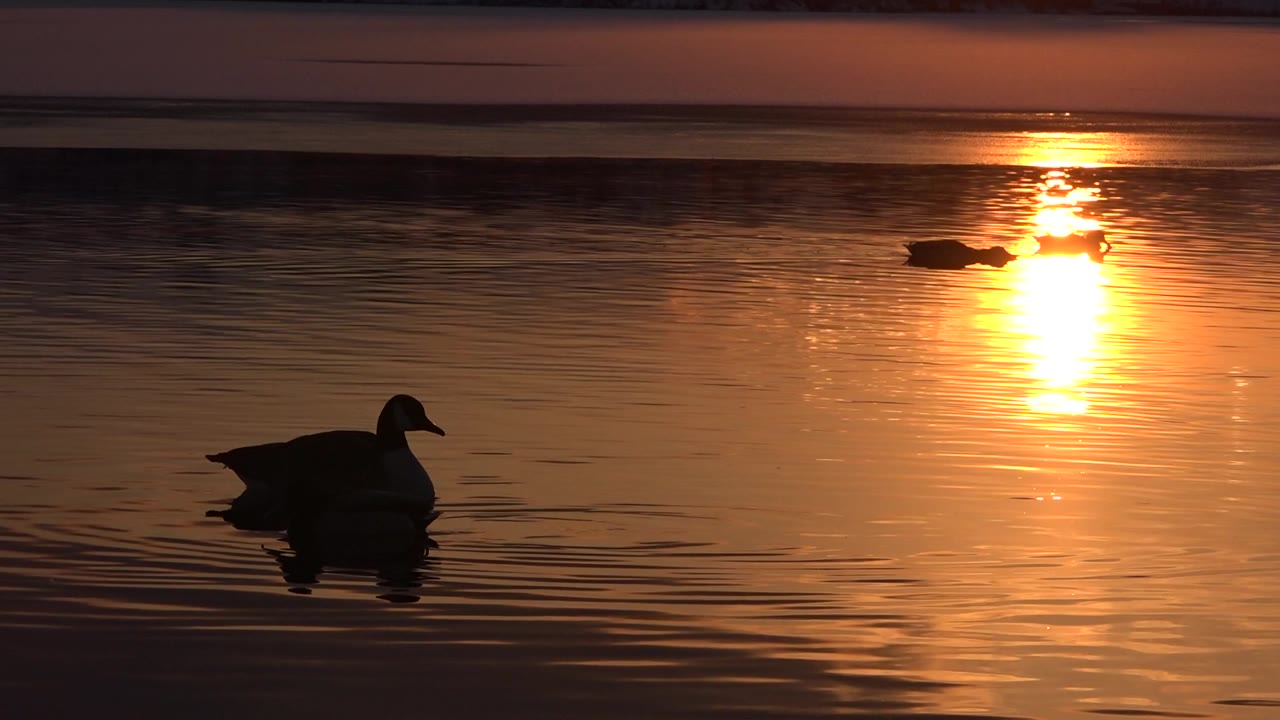 Duck silhouette near sunset reflection on calm pond