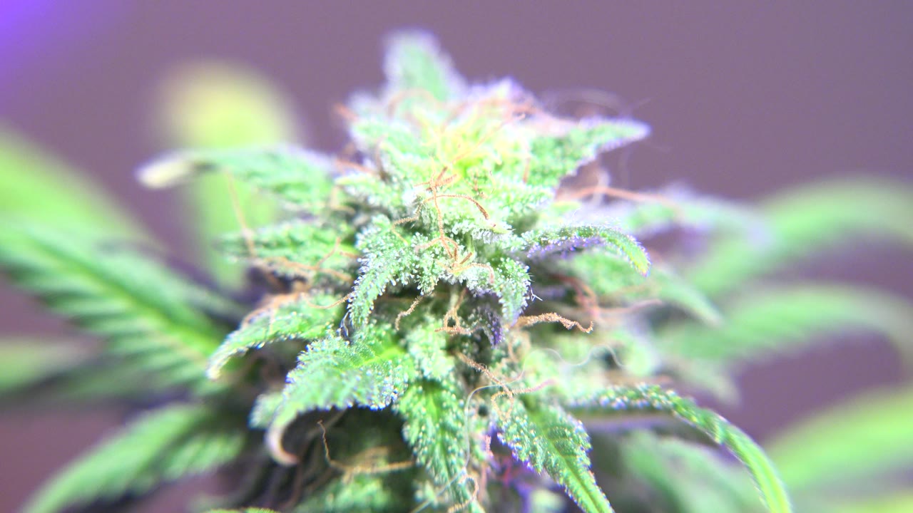 Close frame of the same cannabis bud in Westminster, Colorado, with the front leaves slightly softer and no visible people.