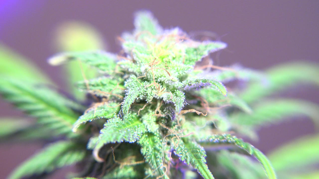 Close-up of a cannabis flower and green leaves under purple grow light in Westminster, Colorado, with blurred foliage behind it and no visible people.