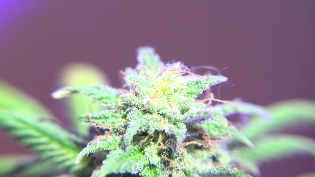 Close marijuana flower under purple artificial light