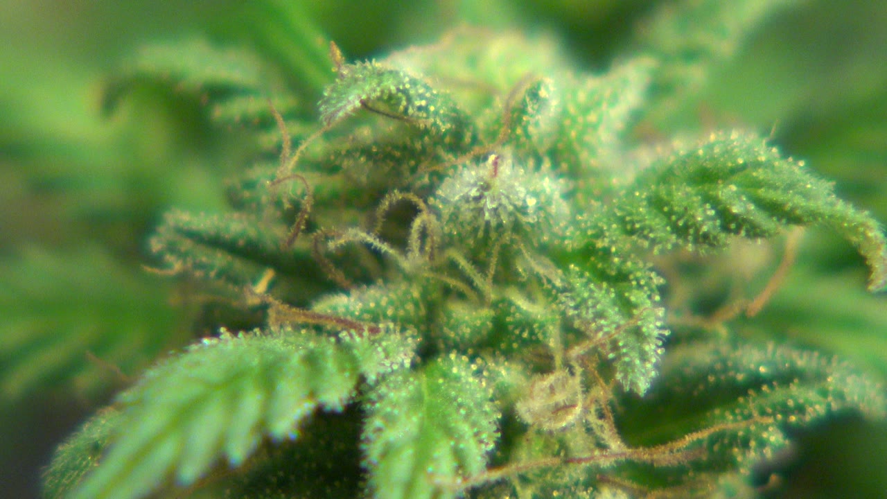 Close green plant leaves with white specks in soft focus