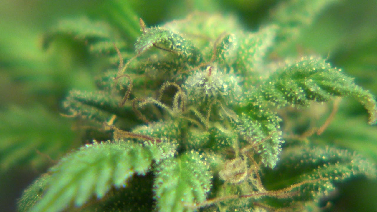 Close-up cannabis leaves and buds under green indoor light.