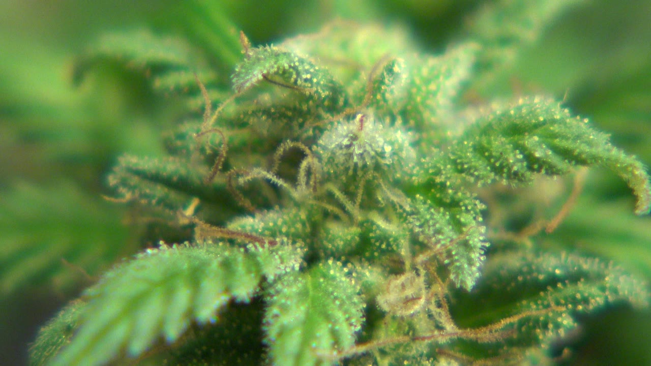 Soft close-up in Westminster, Colorado showing serrated green leaves and resinous plant buds near the start of the clip, with no visible people.